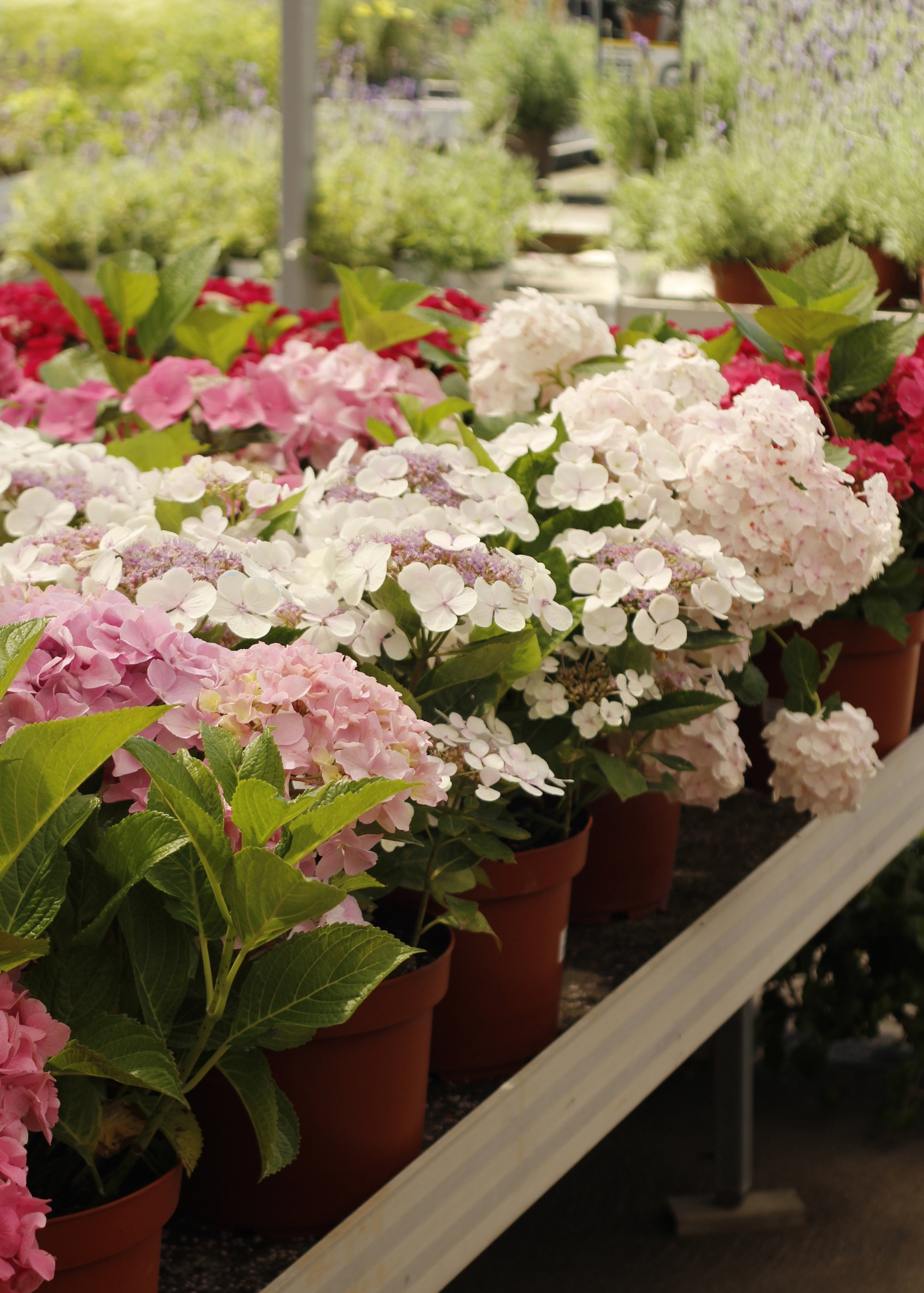 Plantes i flors Plantes i flors