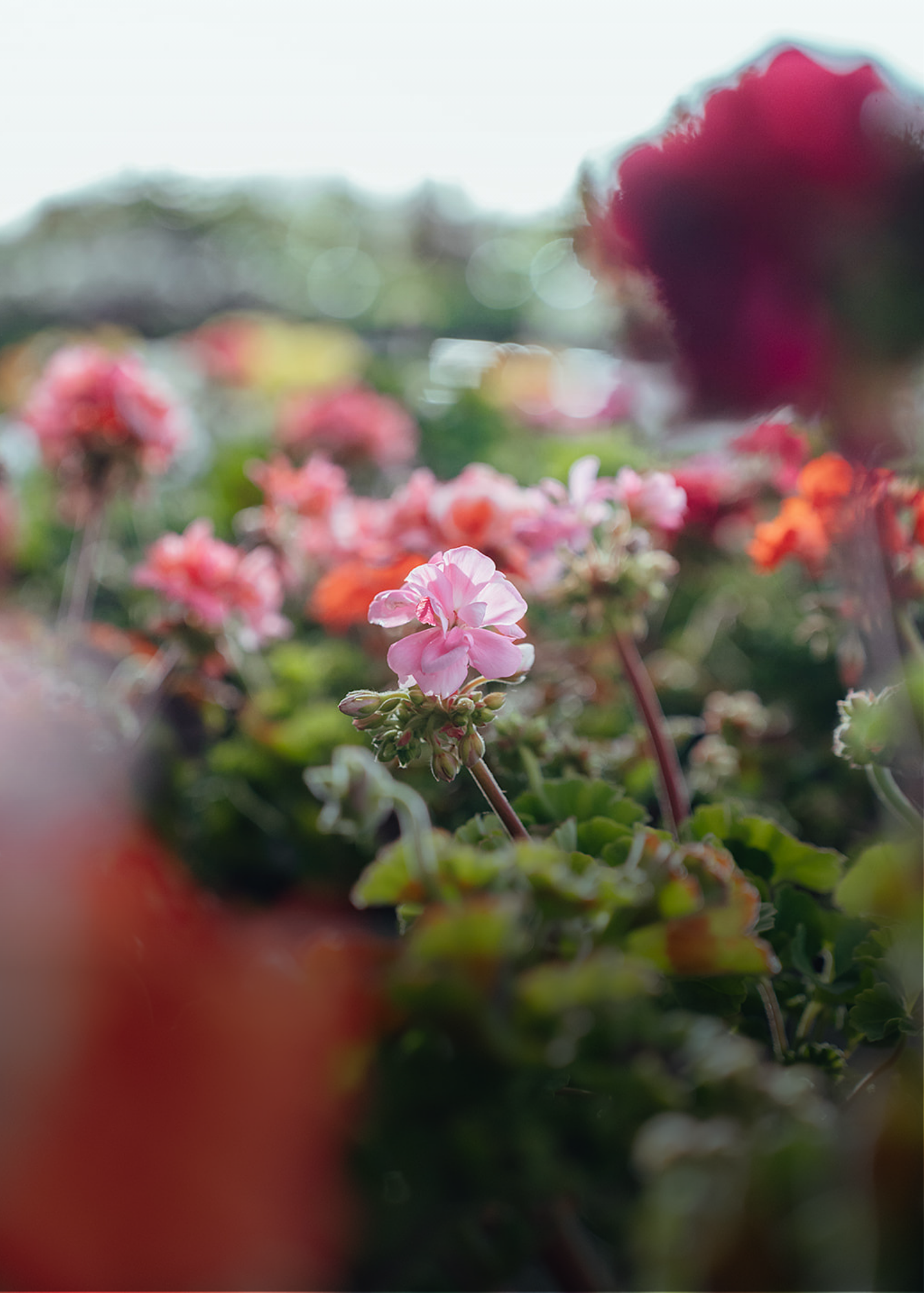 Plantes i flors Plantes i flors